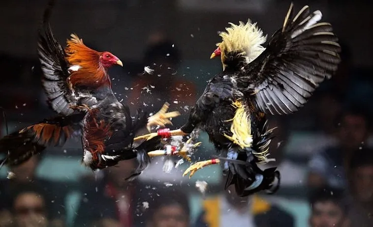 Hướng Dẫn Cách Chơi Đá Gà Sabong Tại PG88 Dễ Hiểu Nhất 1 Hướng Dẫn Cách Chơi Đá Gà Sabong Tại PG88 Dễ Hiểu Nhất