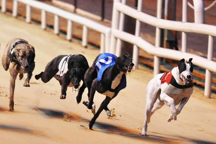 Hướng Dẫn Cách Chơi Game Nhanh Đua Chó Tại PG88 Hiệu Quả 2 Hướng Dẫn Cách Chơi Game Nhanh Đua Chó Tại PG88 Hiệu Quả