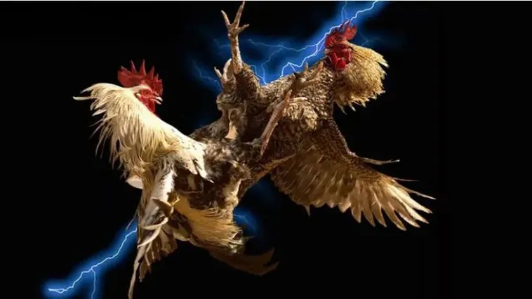 Khám Phá Đá Gà PG88: Nền Tảng Cá Cược Trực Tuyến Hấp Dẫn Nhất